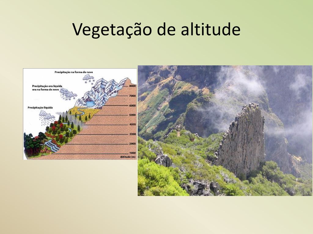 Formações Vegetais Desenvolvem-se de acordo com o tipo de CLIMA, RELEVO, E  SOLO do local onde se situam. De todos estes, o clima é o que mais se  destaca. - ppt carregar