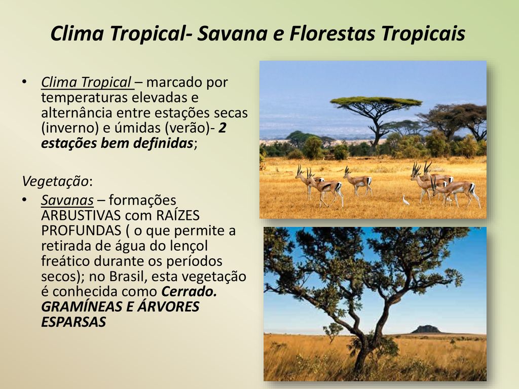 Formações Vegetais Desenvolvem-se de acordo com o tipo de CLIMA, RELEVO, E  SOLO do local onde se situam. De todos estes, o clima é o que mais se  destaca. - ppt carregar