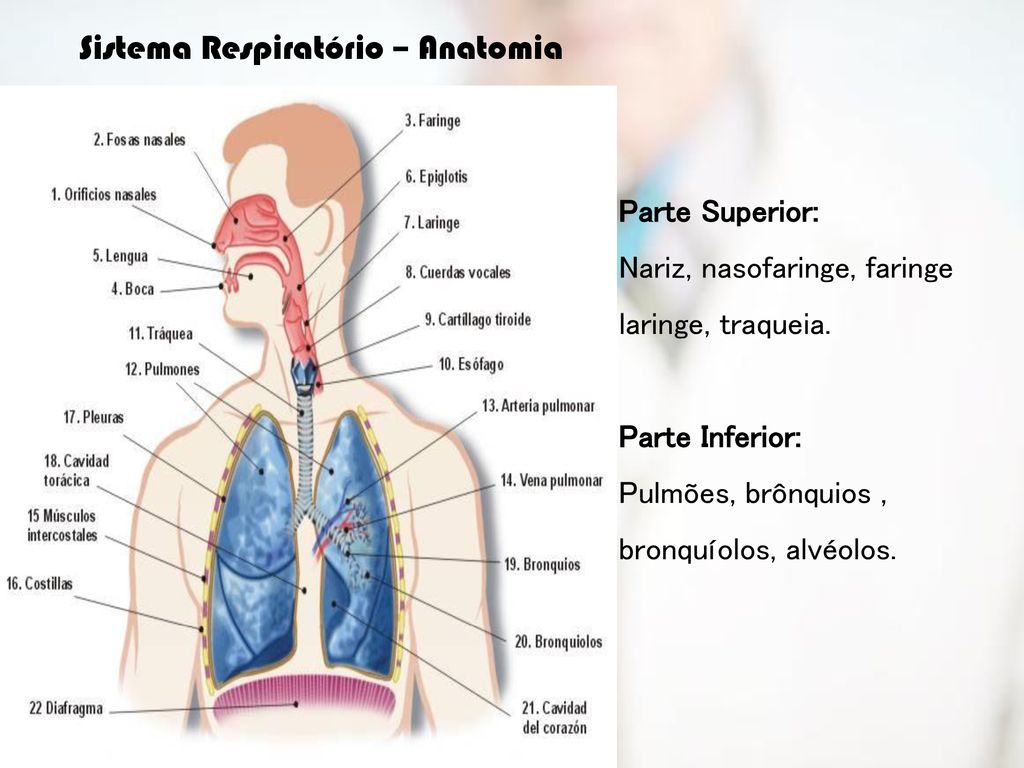 Sistema Respiratório – Anatomia