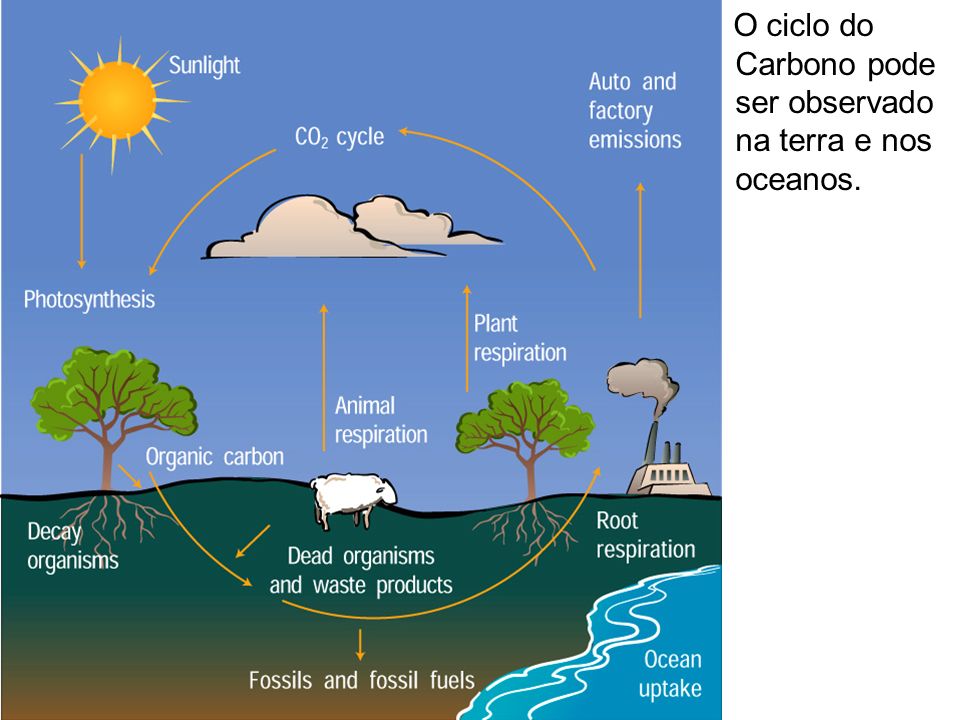 O ciclo do Carbono pode ser observado na terra e nos oceanos.