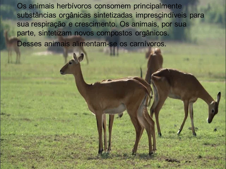 Os animais herbívoros consomem principalmente substâncias orgânicas sintetizadas imprescindíveis para sua respiração e crescimento. Os animais, por sua parte, sintetizam novos compostos orgânicos.