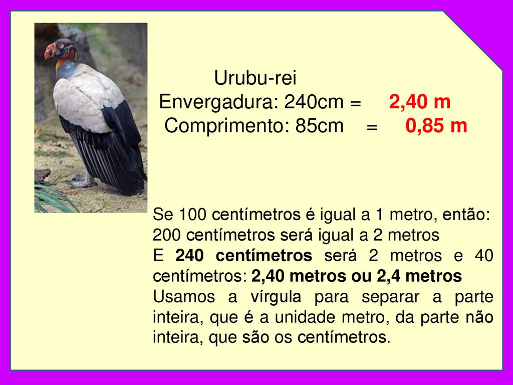 Urubu-rei Envergadura: 240cm = 2,40 m Comprimento: 85cm = 0,85 m