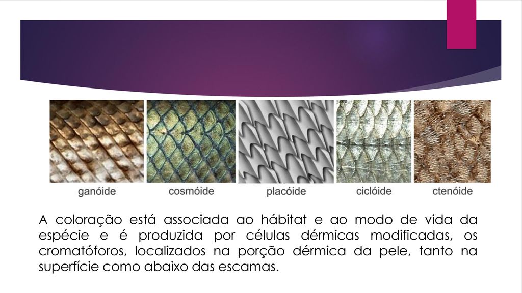 A coloração está associada ao hábitat e ao modo de vida da espécie e é produzida por células dérmicas modificadas, os cromatóforos, localizados na porção dérmica da pele, tanto na superfície como abaixo das escamas.