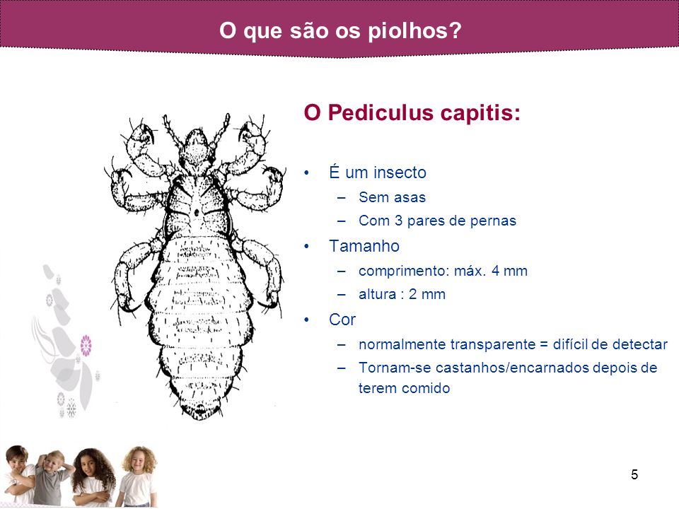 O Pediculus capitis: É um insecto Tamanho Cor Sem asas