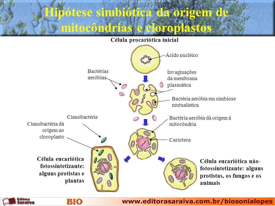 Hipótese simbiótica da origem de mitocôndrias e cloroplastos