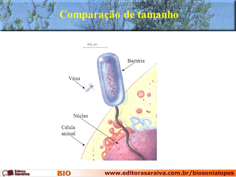 Comparação de tamanho Bactéria Vírus Núcleo Célula animal