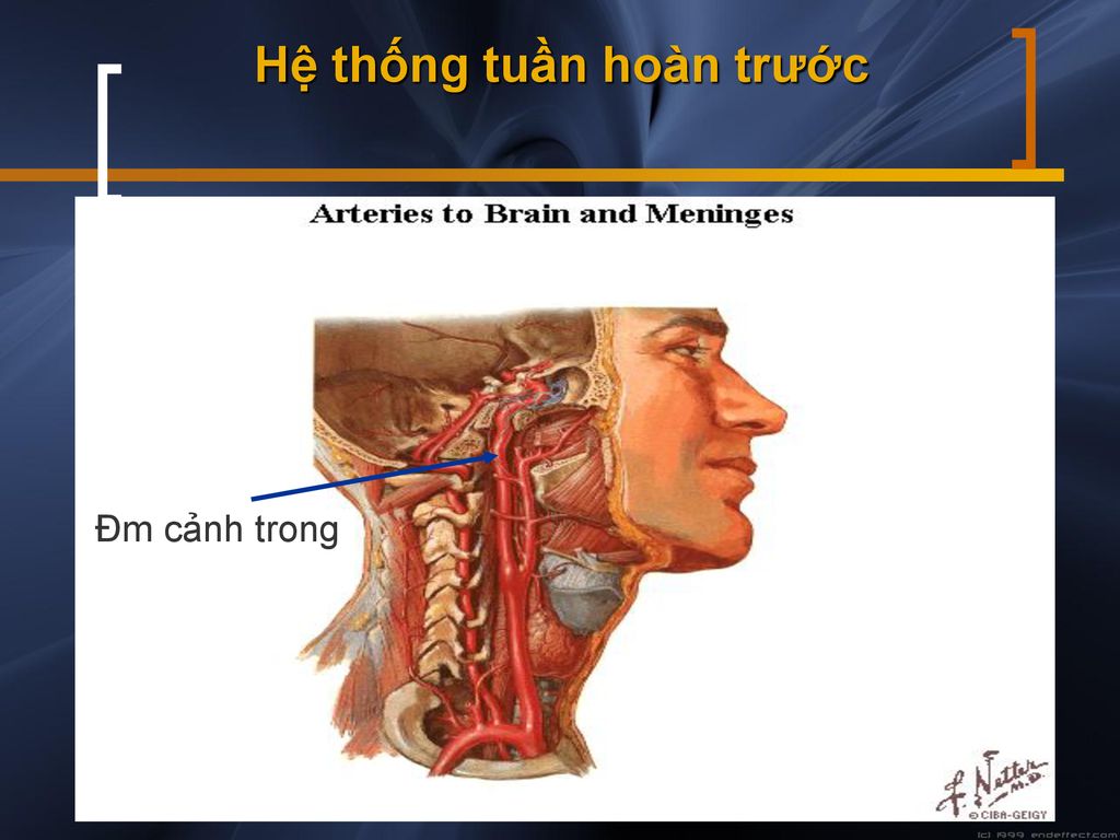 Hệ thống tuần hoàn trước