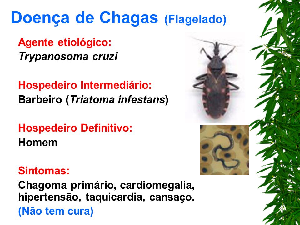 Doença de Chagas (Flagelado)
