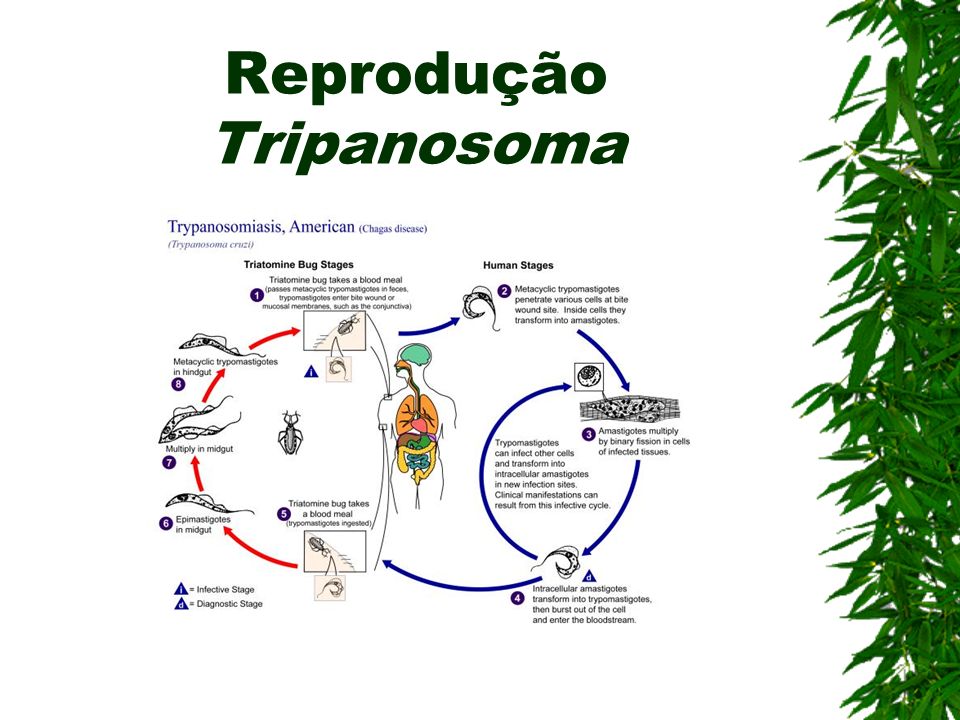 Reprodução Tripanosoma