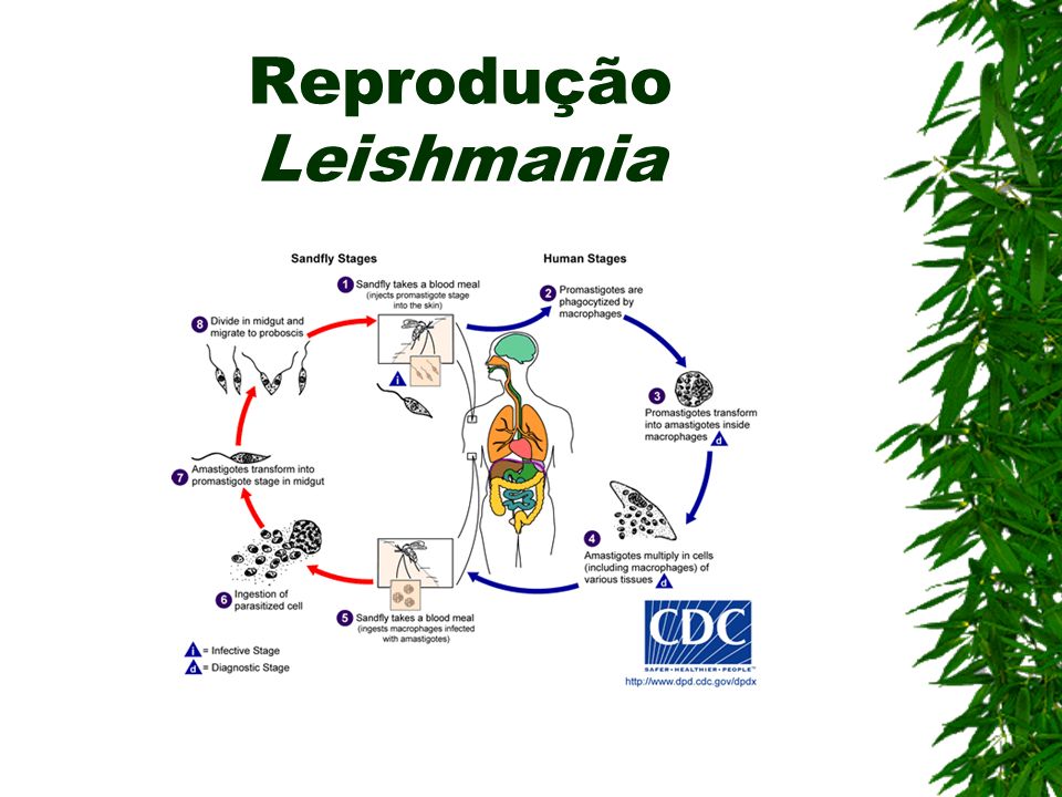 Reprodução Leishmania