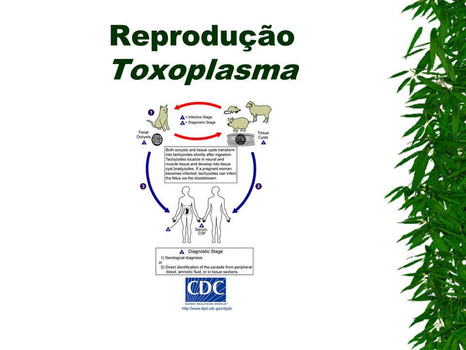 Reprodução Toxoplasma