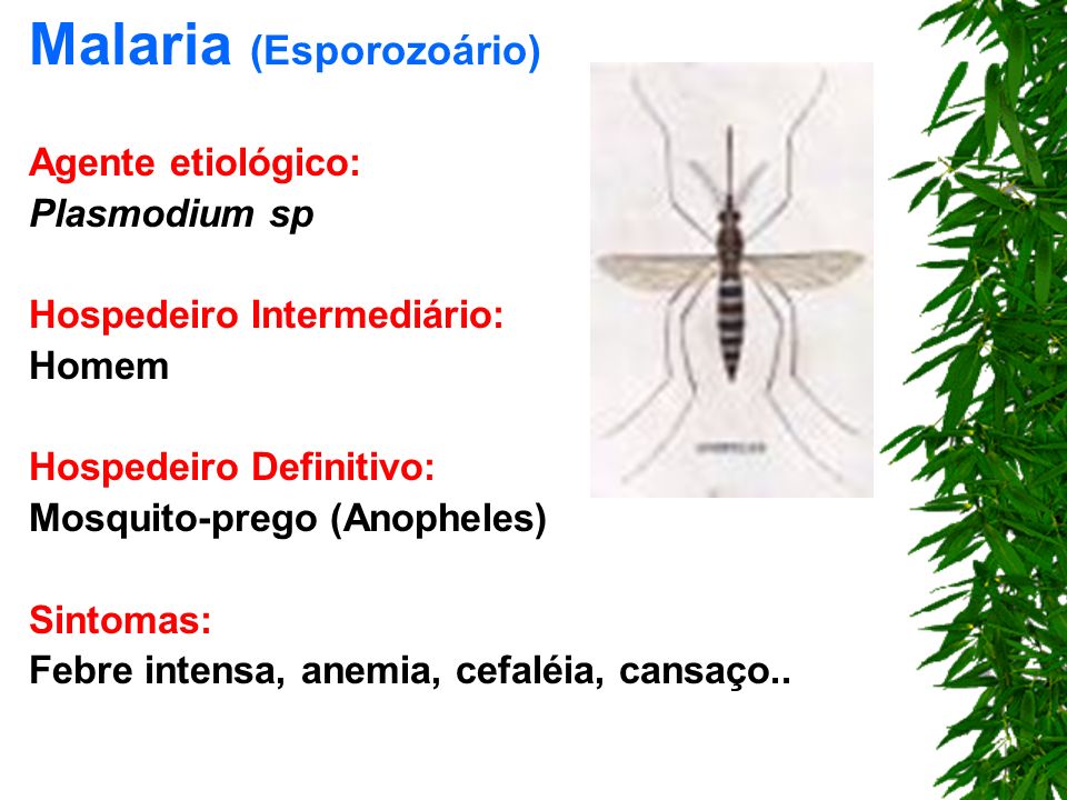 Malaria (Esporozoário)