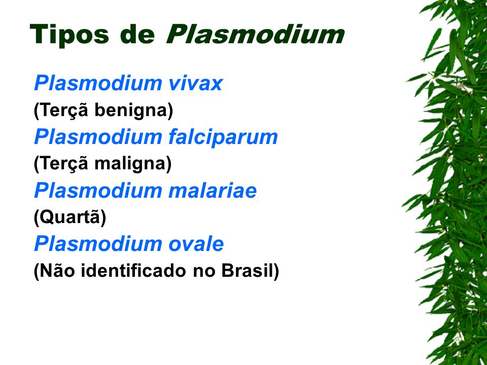 Tipos de Plasmodium Plasmodium vivax Plasmodium falciparum