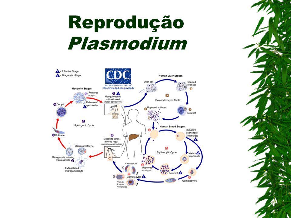 Reprodução Plasmodium