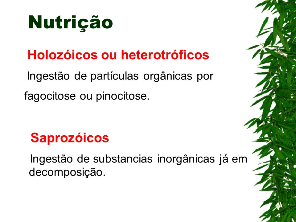 Nutrição Holozóicos ou heterotróficos fagocitose ou pinocitose.