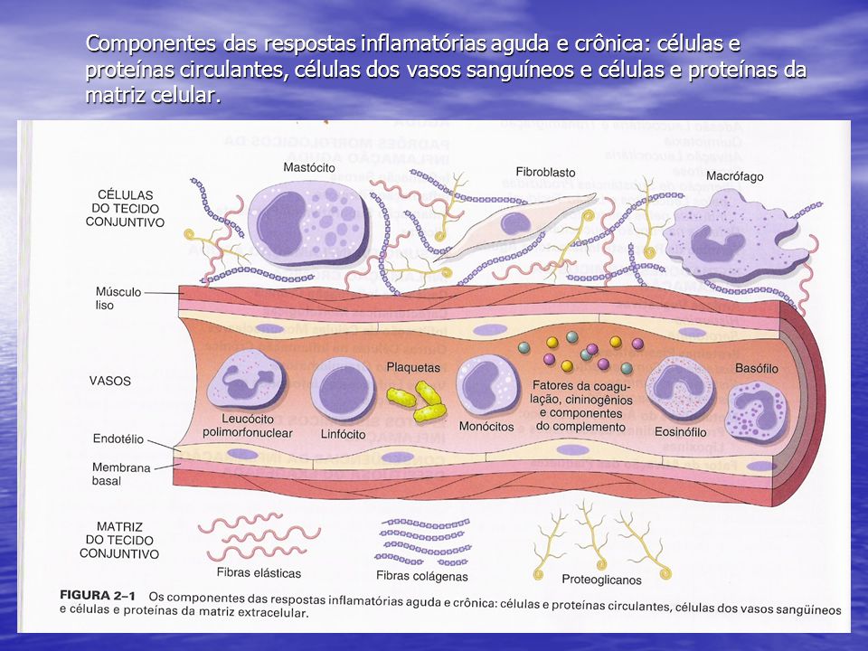 Componentes das respostas inflamatórias aguda e crônica: células e proteínas circulantes, células dos vasos sanguíneos e células e proteínas da matriz celular.