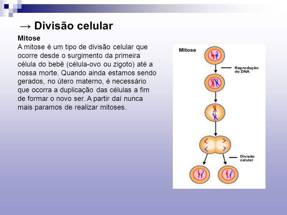 → Divisão celular Mitose