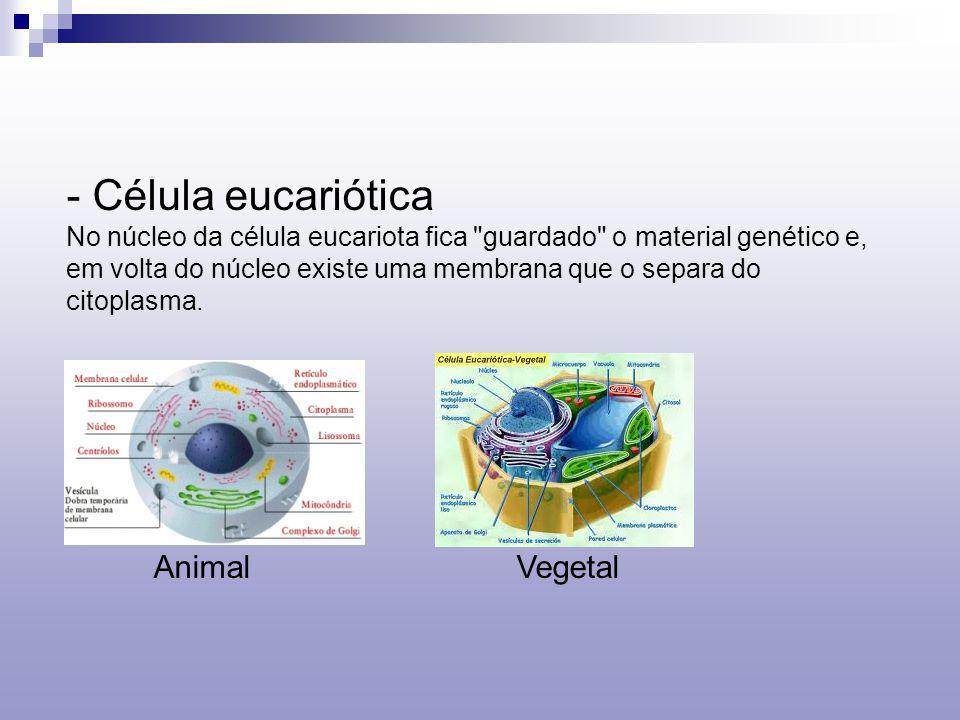 Célula eucariótica Animal Vegetal