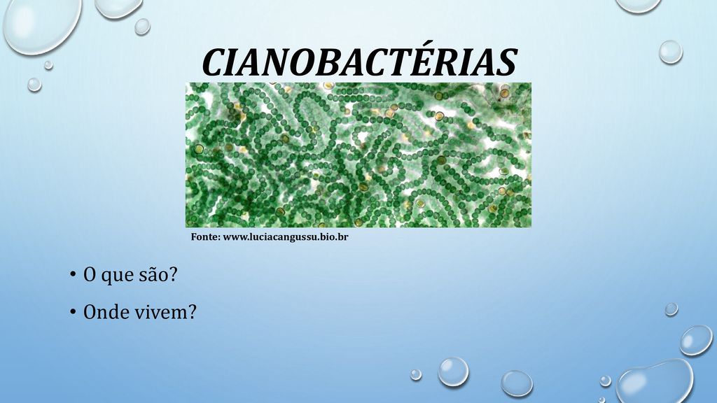 cianobactérias Fonte:   O que são Onde vivem