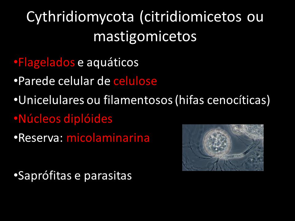 Cythridiomycota (citridiomicetos ou mastigomicetos