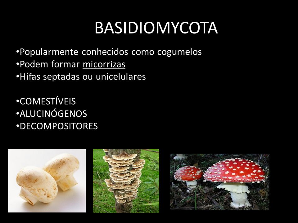 BASIDIOMYCOTA Popularmente conhecidos como cogumelos