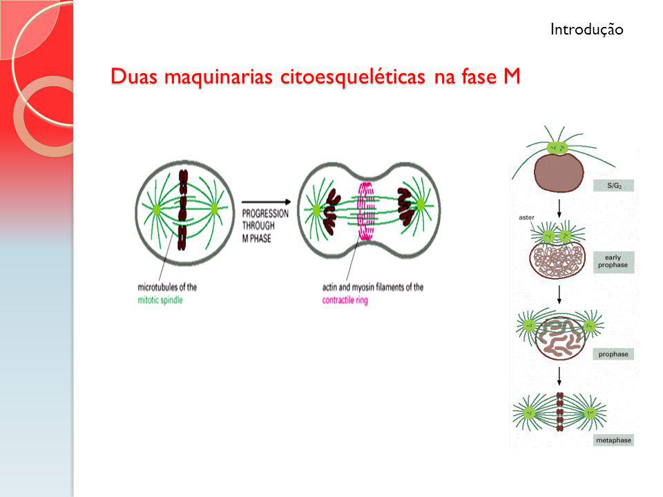 A mecânica da divisão celular: Mitose - ppt carregar