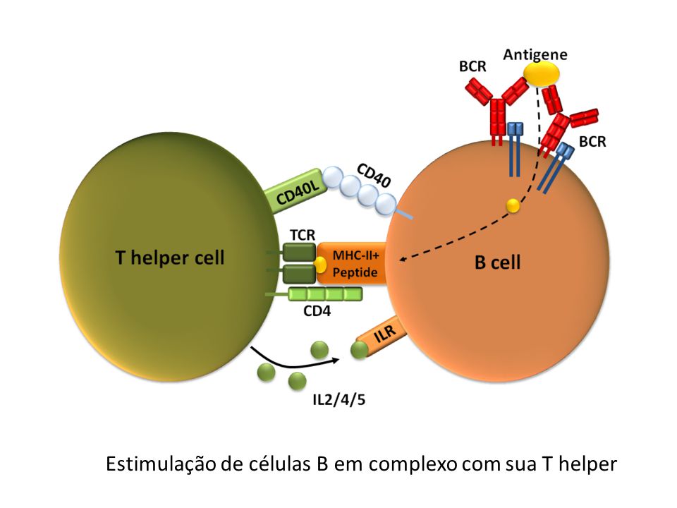 Estimulação de células B em complexo com sua T helper