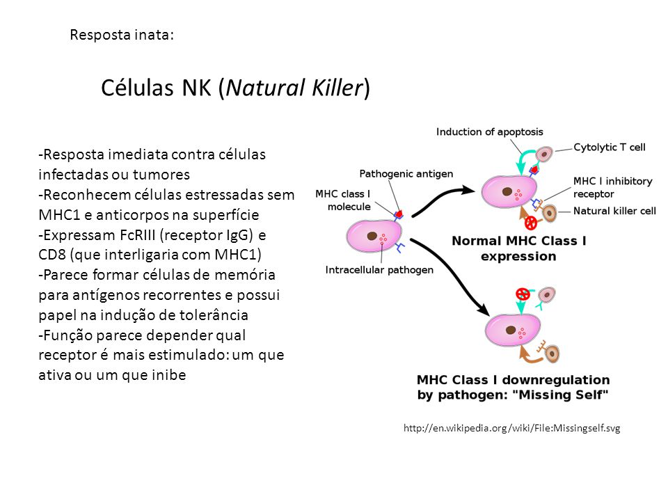 Células NK (Natural Killer)