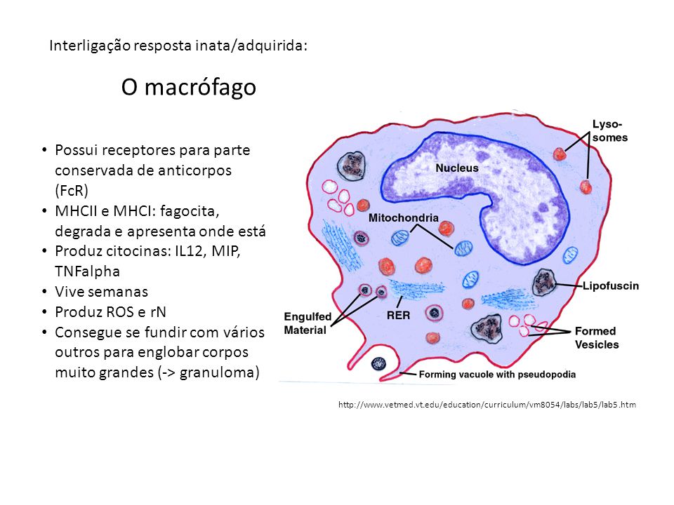 O macrófago Interligação resposta inata/adquirida: