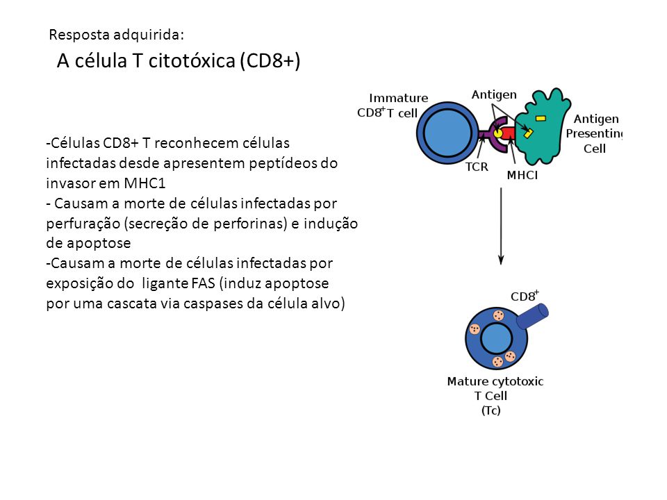 A célula T citotóxica (CD8+)