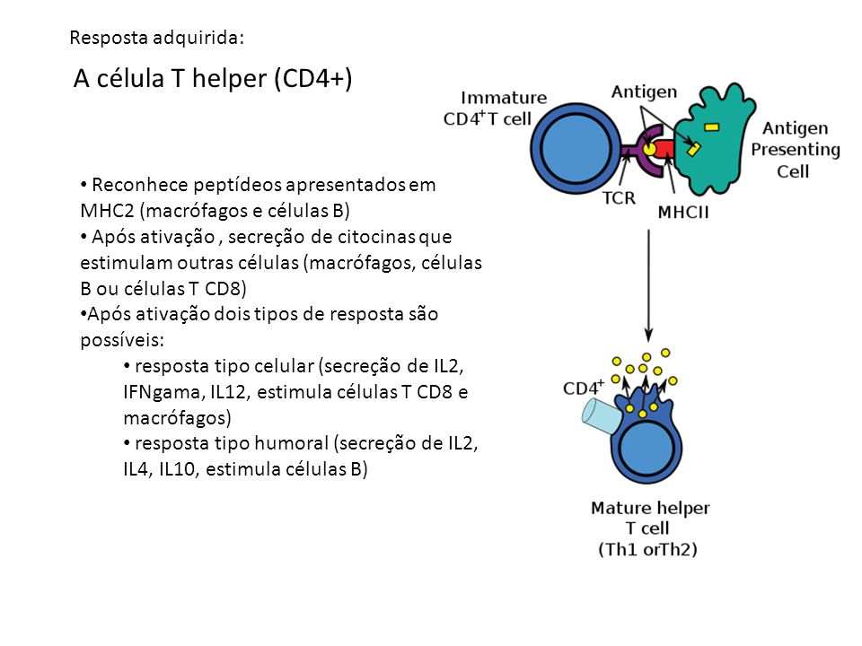 A célula T helper (CD4+) Resposta adquirida: