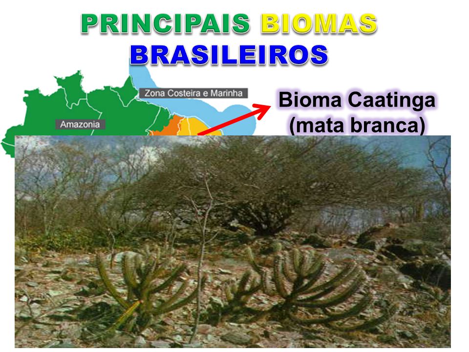 PRINCIPAIS BIOMAS BRASILEIROS Bioma Caatinga (mata branca)
