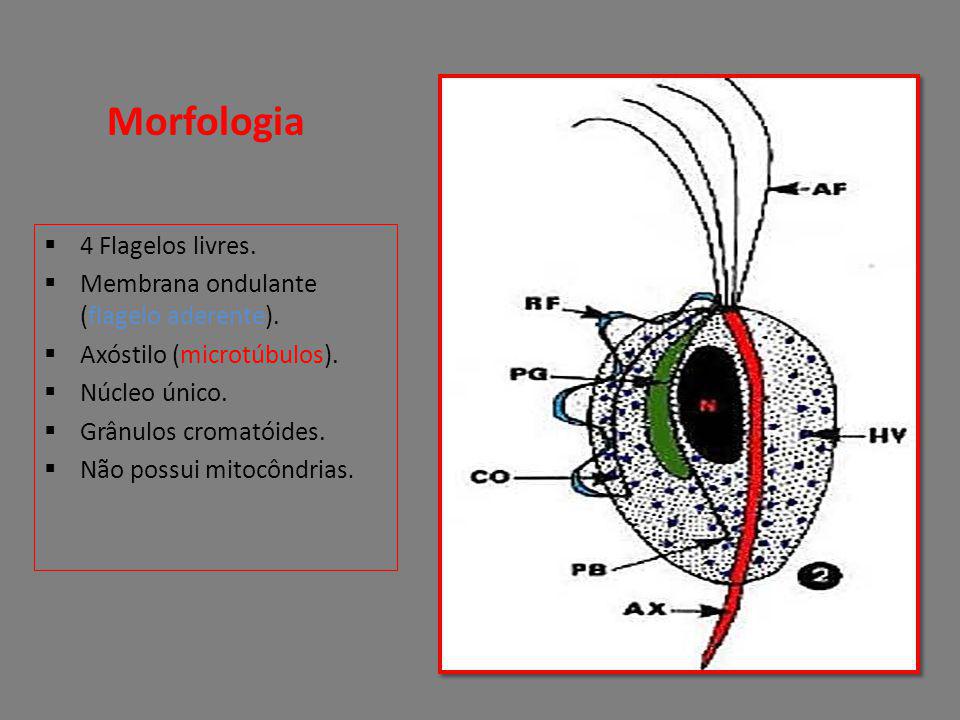 Morfologia 4 Flagelos livres. Membrana ondulante (flagelo aderente).