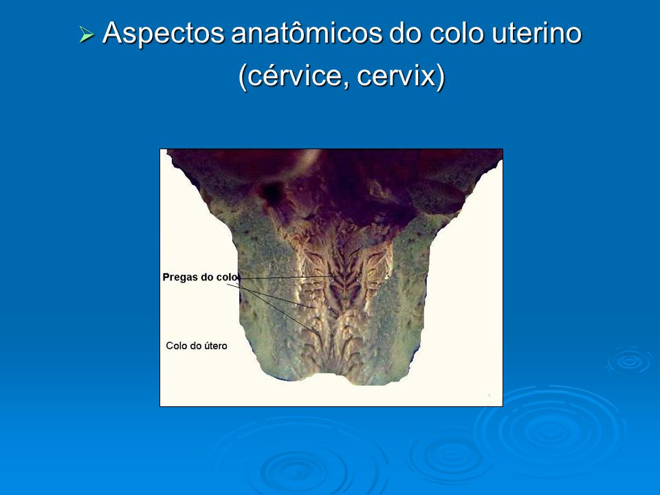 Aspectos anatômicos do colo uterino