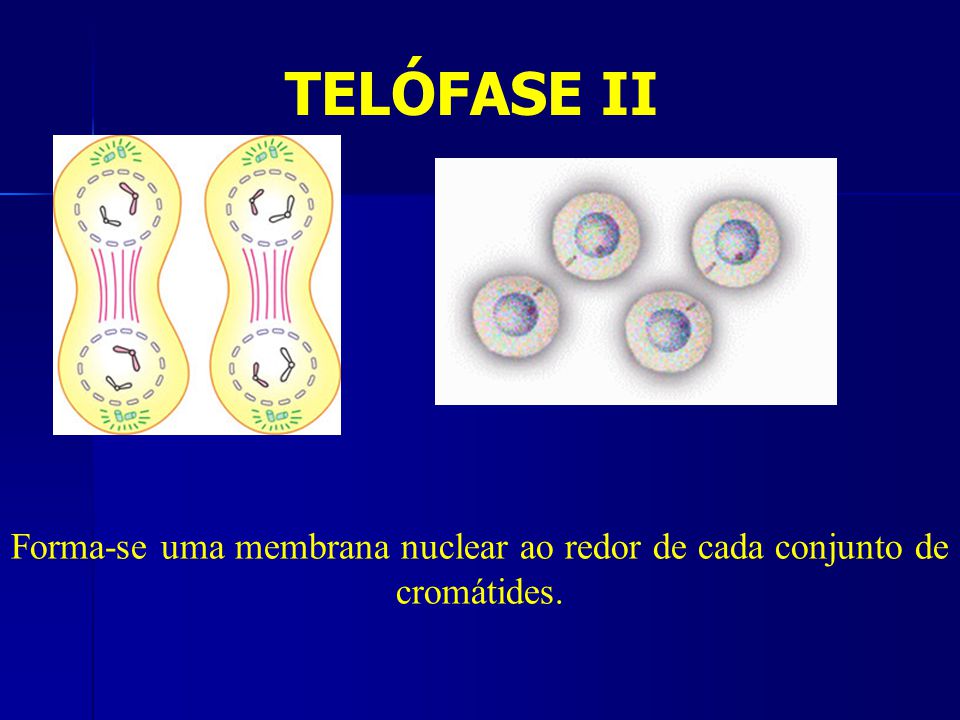 Forma-se uma membrana nuclear ao redor de cada conjunto de cromátides.