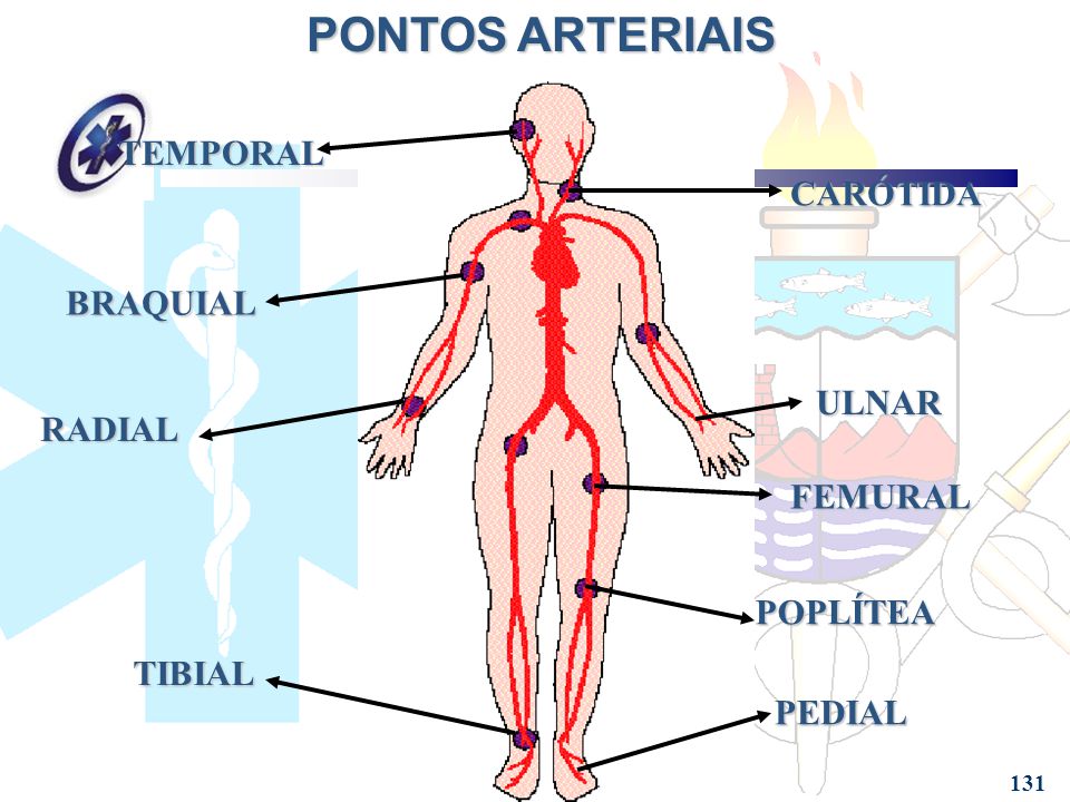 PONTOS ARTERIAIS TEMPORAL CARÓTIDA BRAQUIAL ULNAR RADIAL FEMURAL