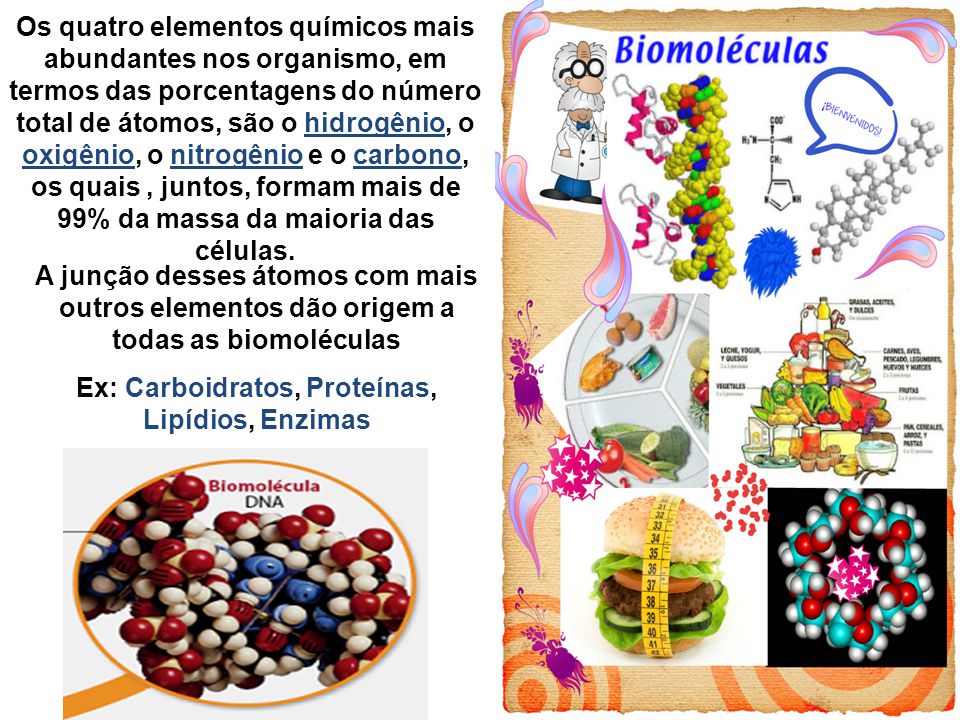 Ex: Carboidratos, Proteínas, Lipídios, Enzimas