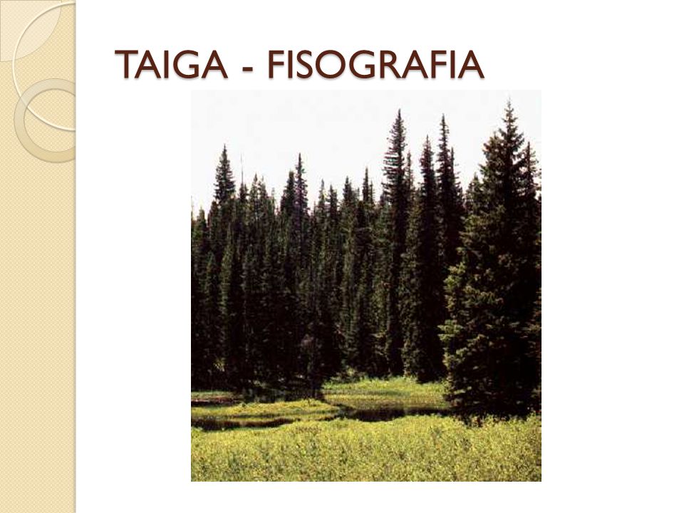 TAIGA - FISOGRAFIA