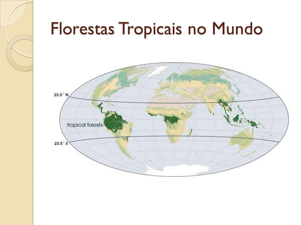 Florestas Tropicais no Mundo