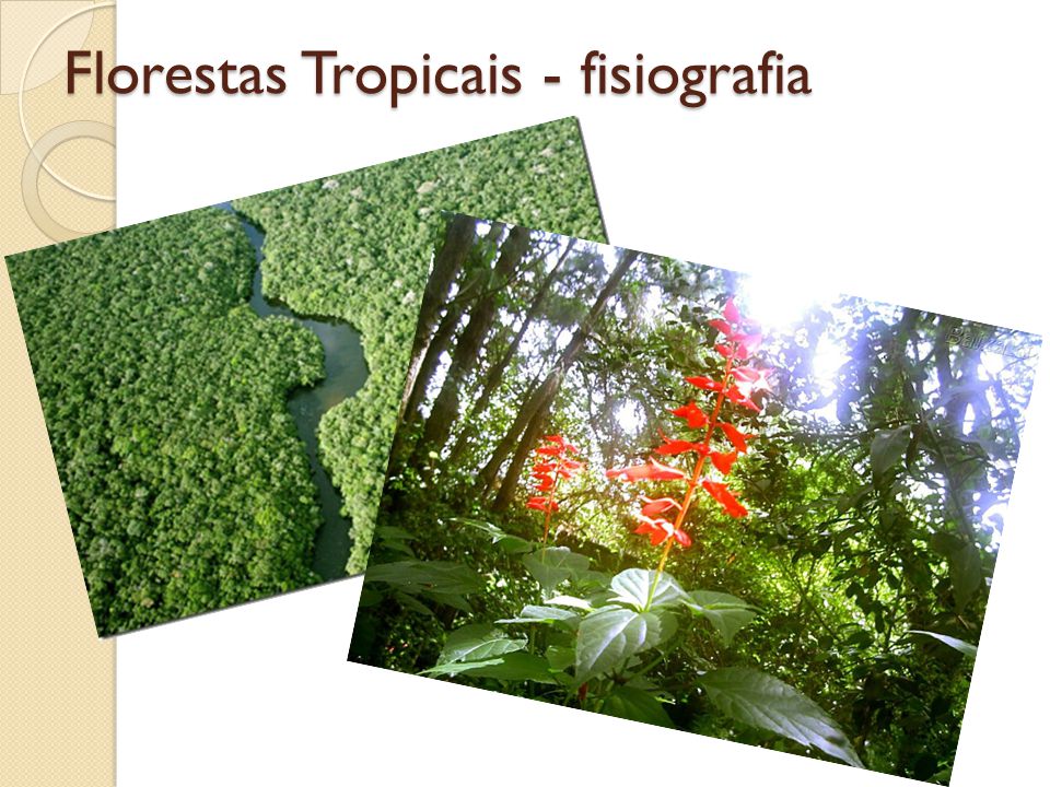 Florestas Tropicais - fisiografia