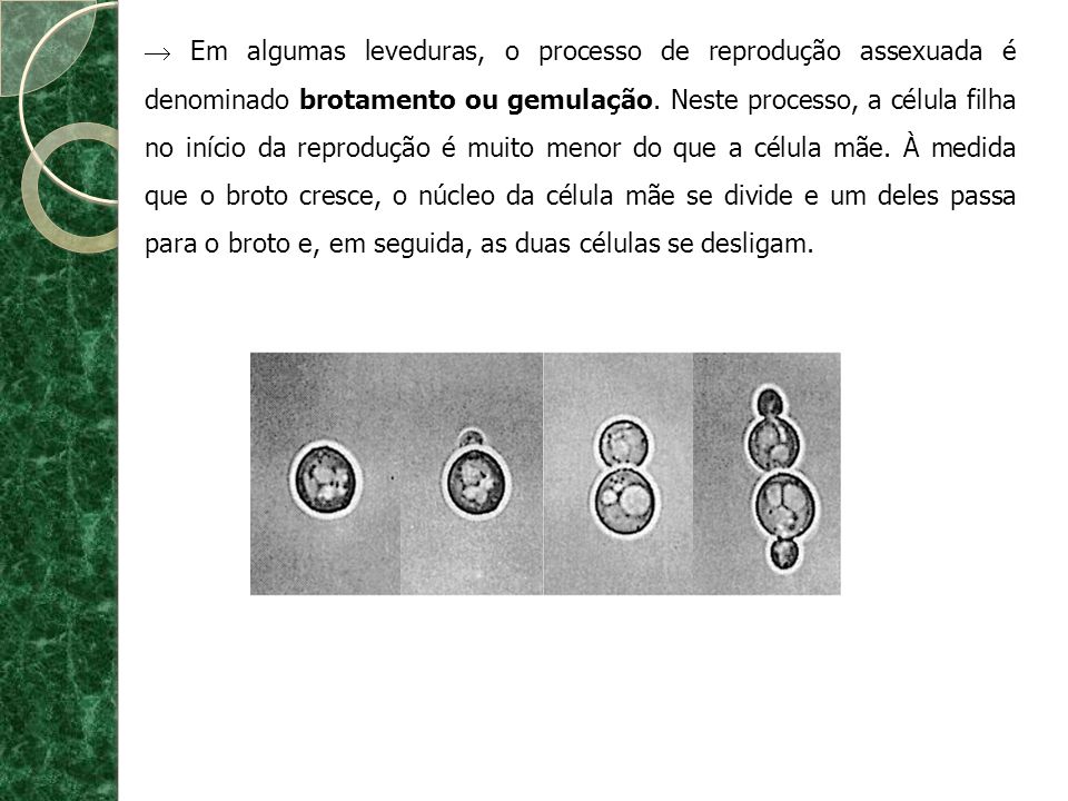  Em algumas leveduras, o processo de reprodução assexuada é denominado brotamento ou gemulação.