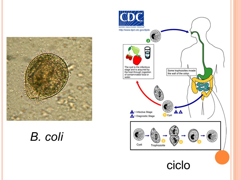 B. coli ciclo