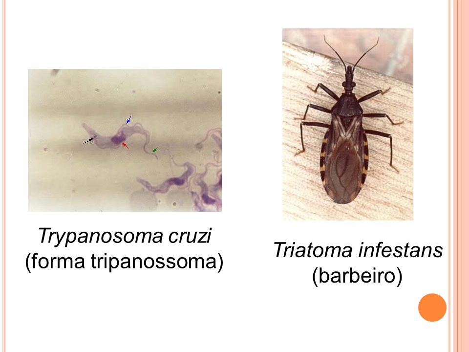 Trypanosoma cruzi (forma tripanossoma) Triatoma infestans (barbeiro)