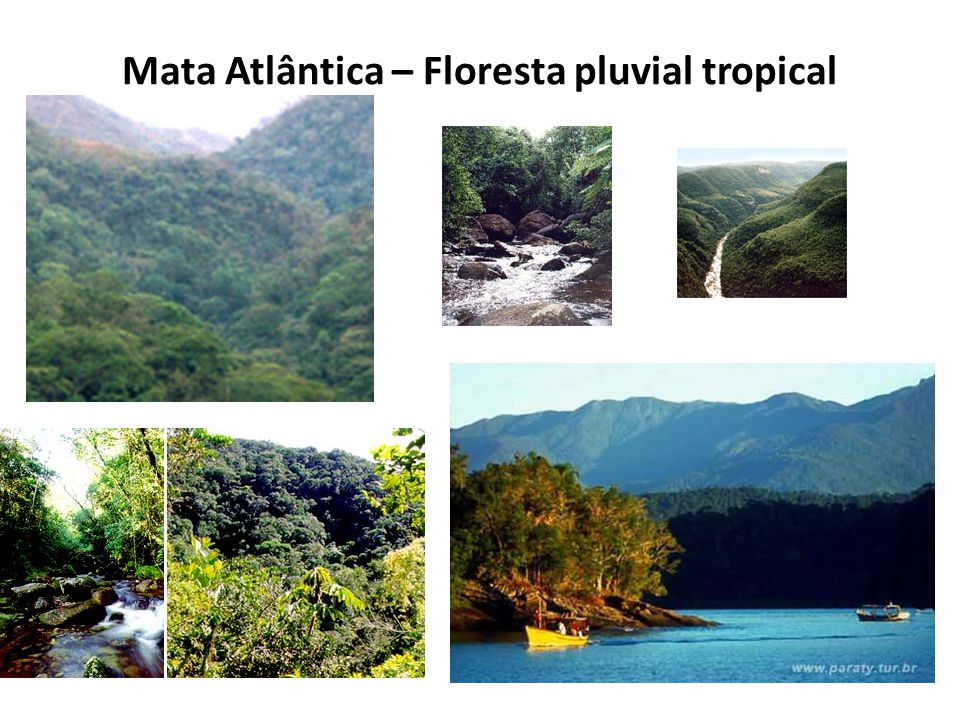 Mata Atlântica – Floresta pluvial tropical