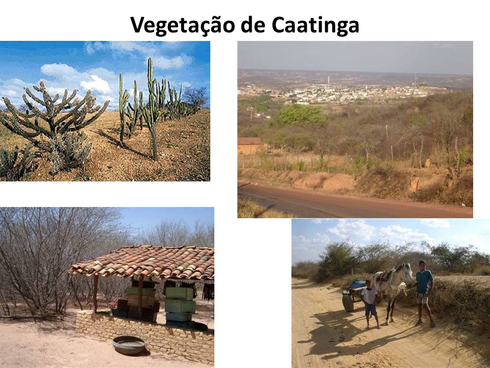 Vegetação de Caatinga