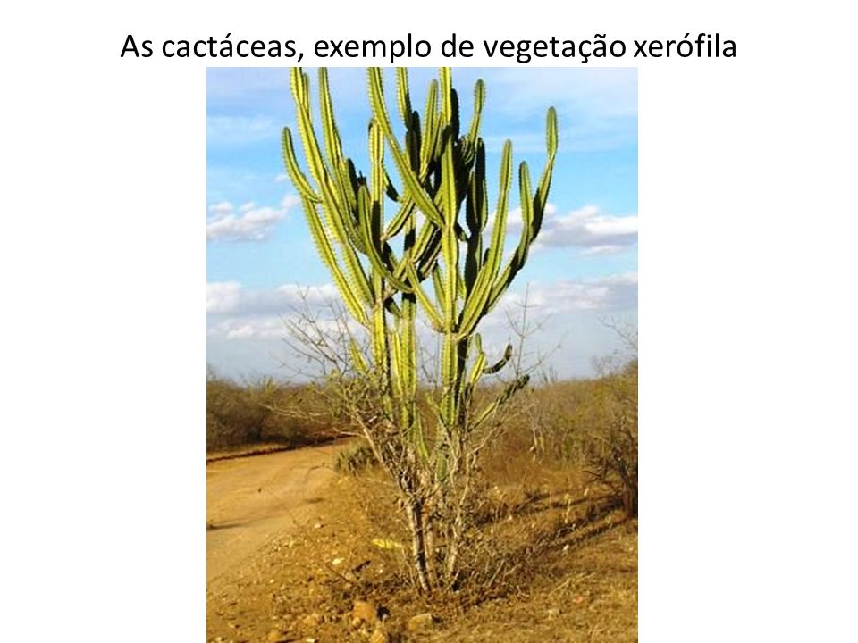 As cactáceas, exemplo de vegetação xerófila
