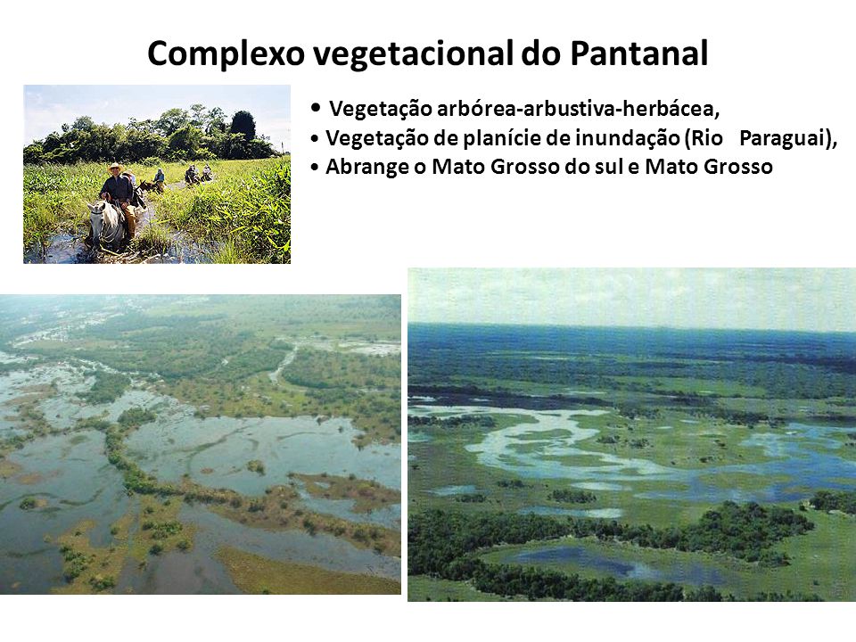 Complexo vegetacional do Pantanal