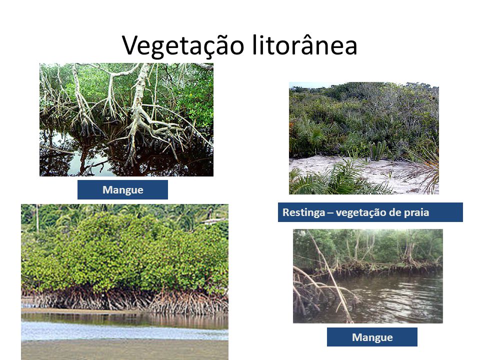 Vegetação litorânea Mangue Restinga – vegetação de praia Mangue