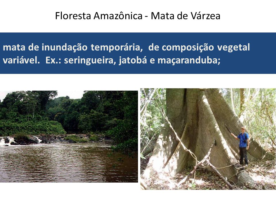 Floresta Amazônica - Mata de Várzea