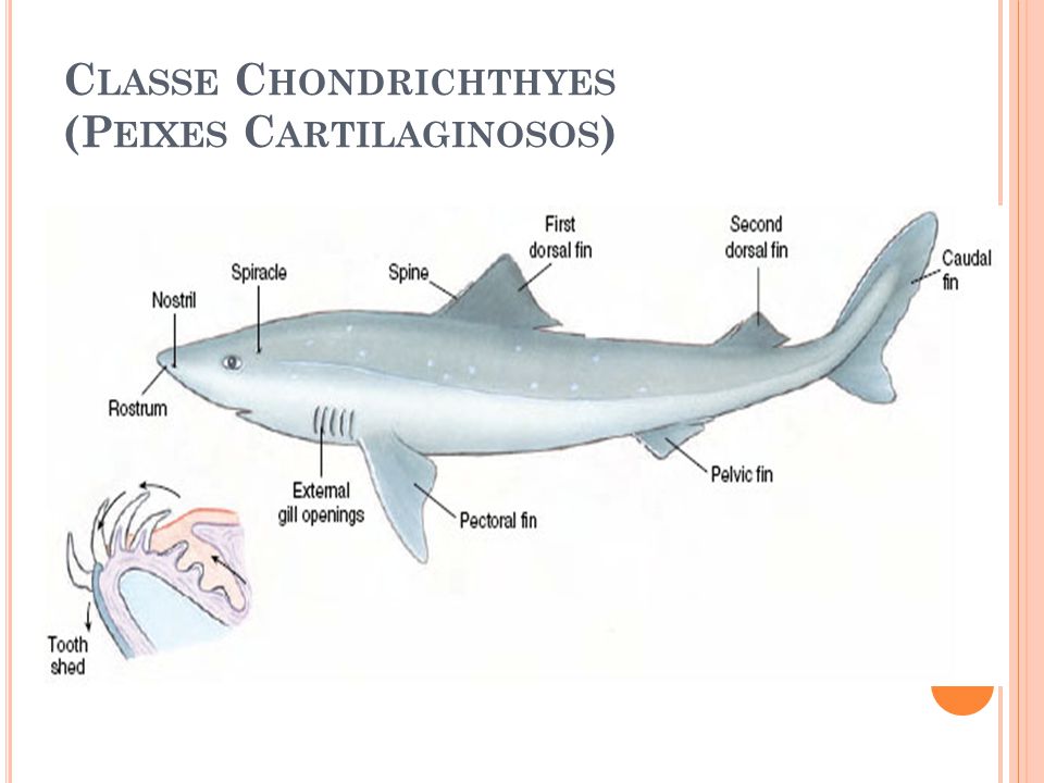 Bio Lounge: CHONDRICHTHYES - Peixes Cartilaginosos